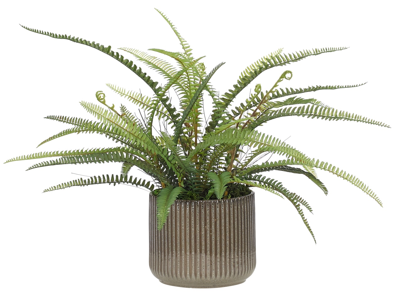  Fern 