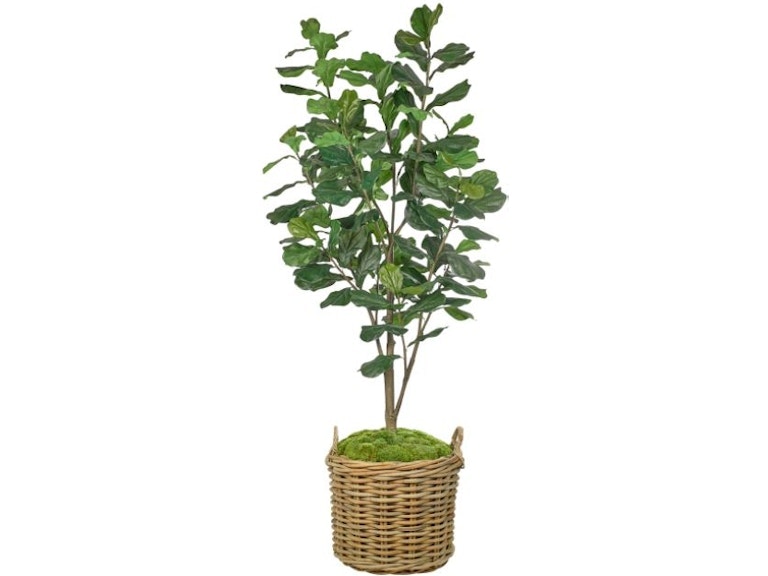  Fiddle Leaf / Rattan 9