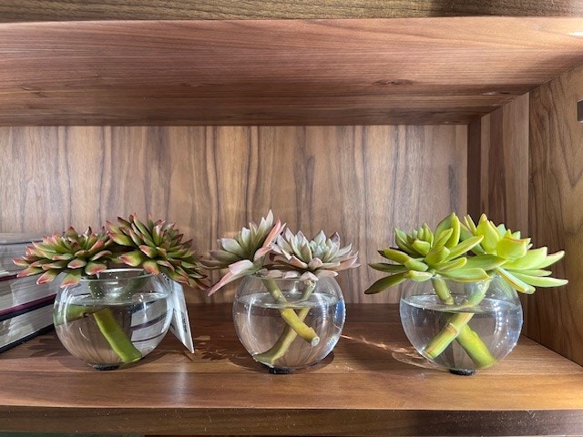  Succulent Set Of 3 