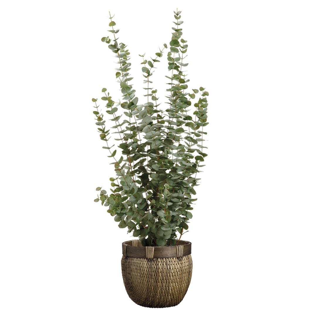 Eucalyptus Basket