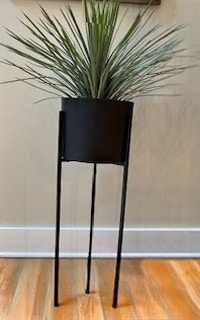  43WHIPPLE YUCCA PLANT IN POT 