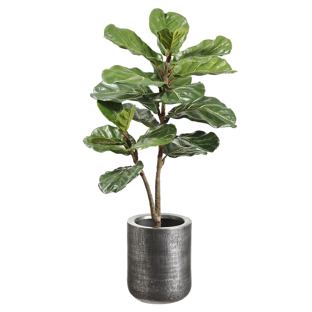  Fiddle Leaf Plant In Pot 