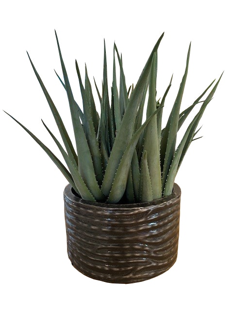  28AGAVE PLANT IN RIBBED PLNTR 