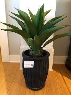 Agave Attenuata 