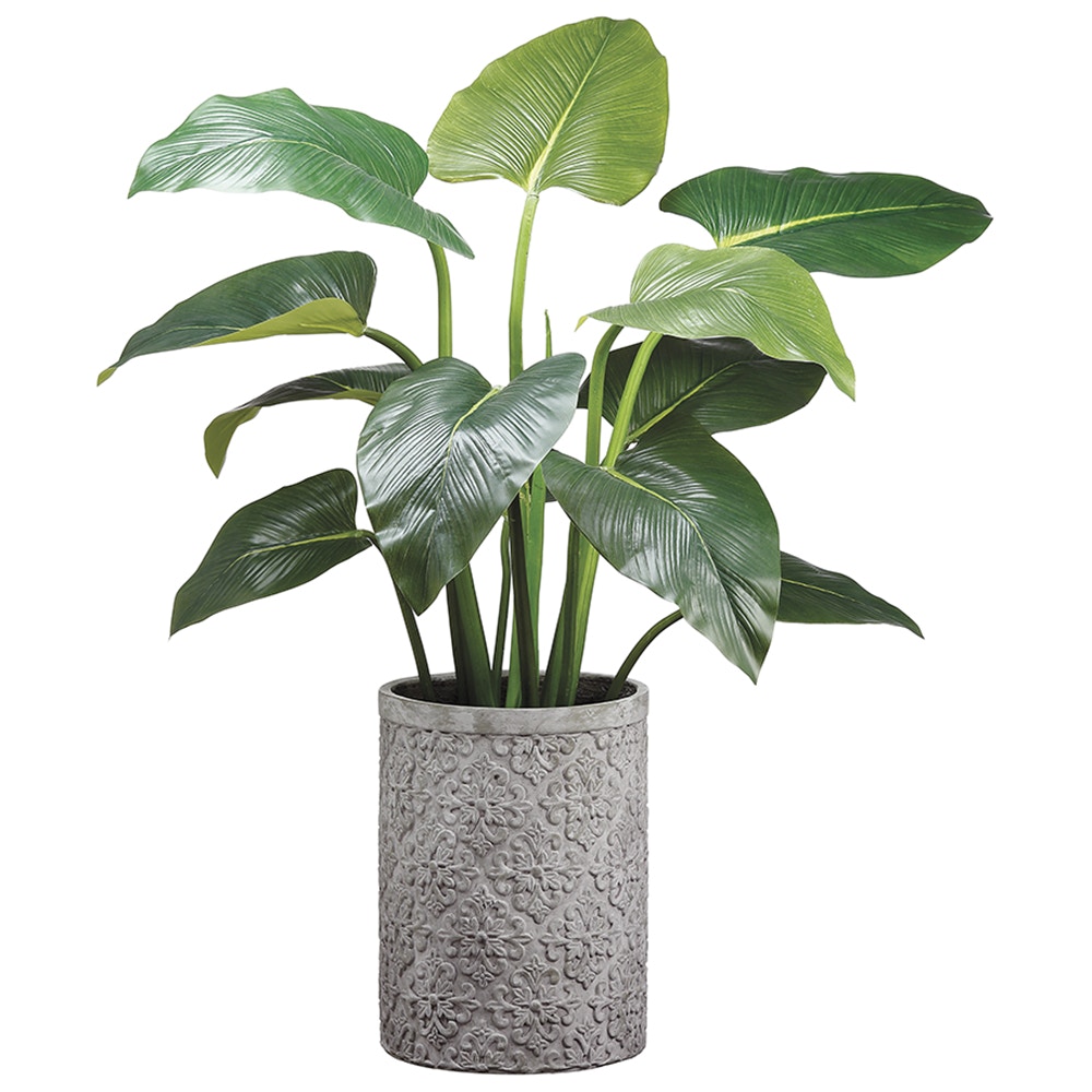  Eva Curcuma Plant 