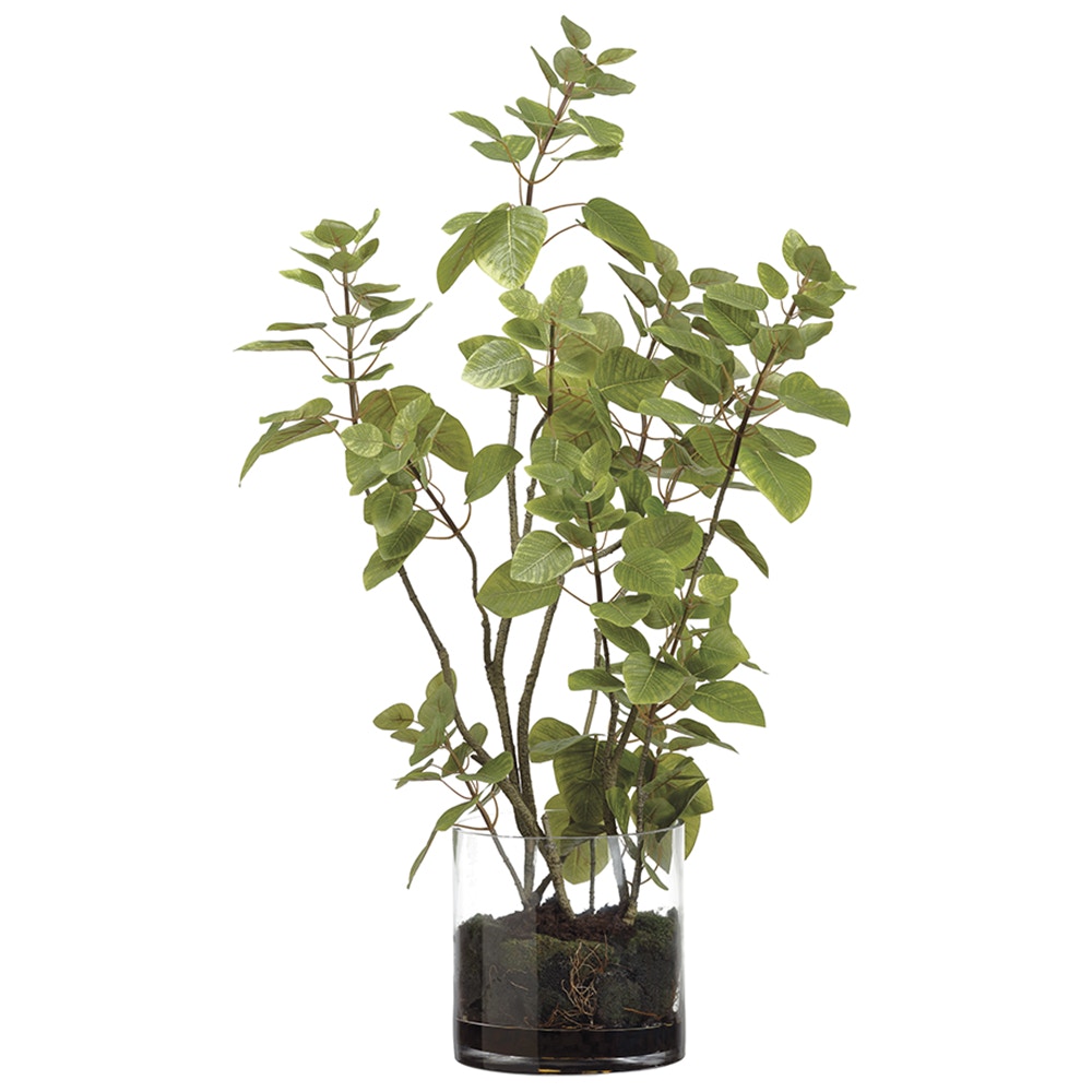  Cotinus Plant/Soil Glass Vase 