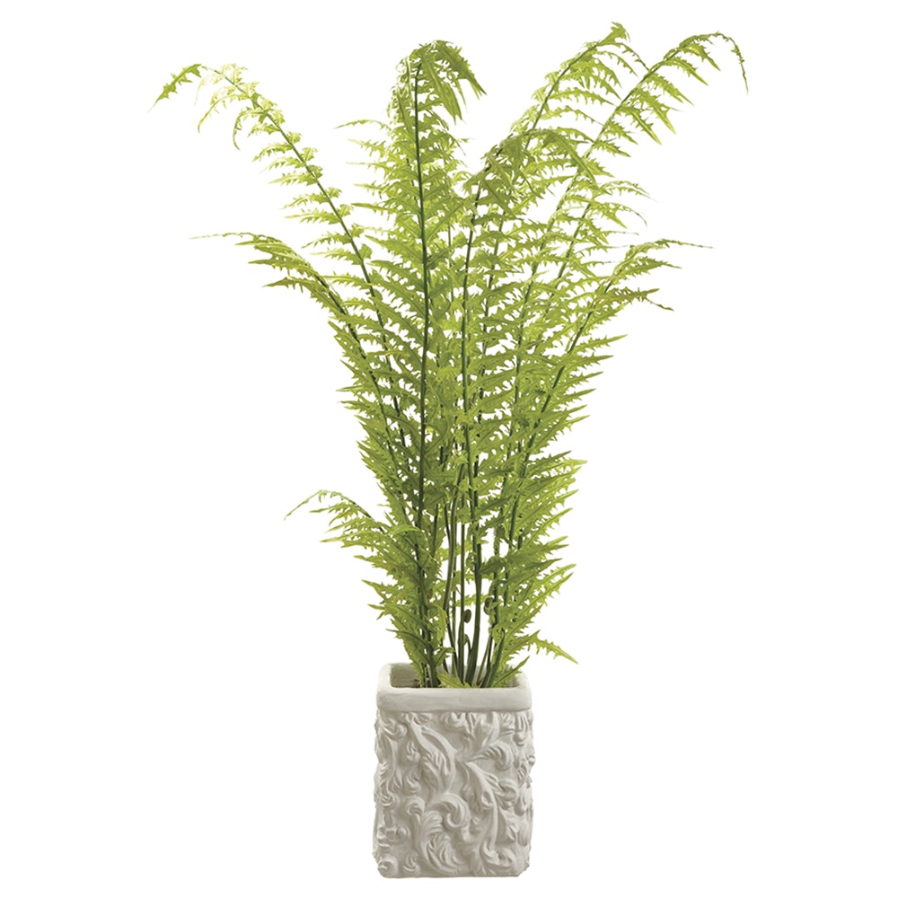 Tall Fern in Baroque Pot