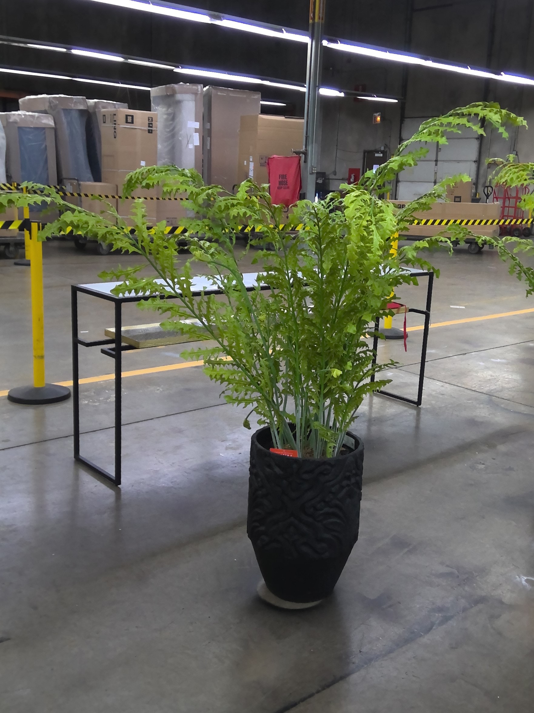  FERN IN PLANTER 