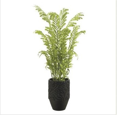  Fern In Planter 