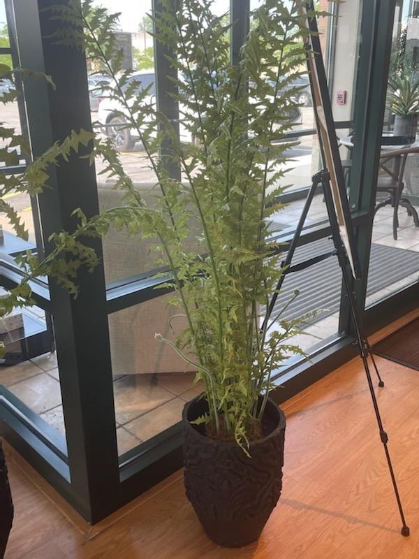  Fern in Planter 