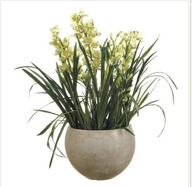  Cymbidium In Planter 