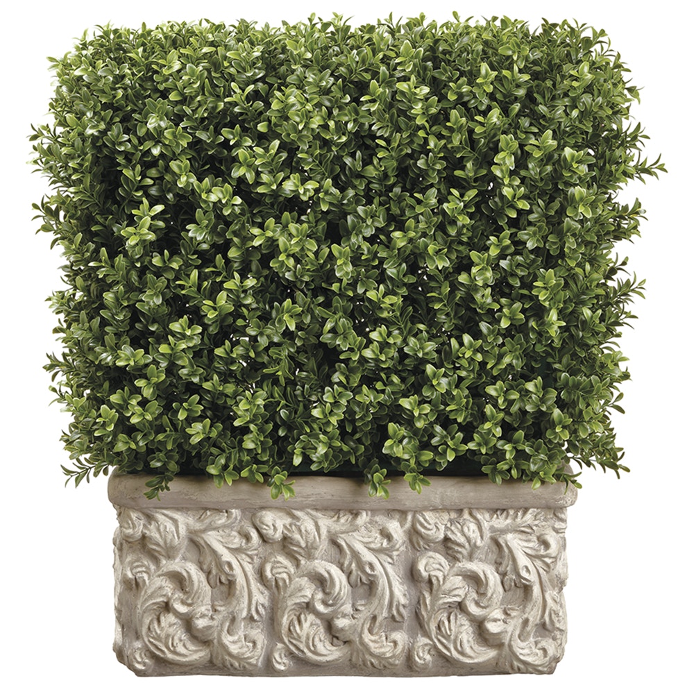  Boxwood in Stone Planter 