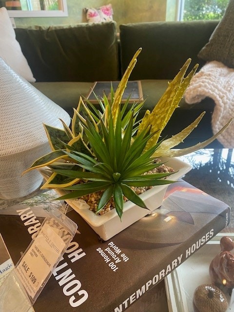  Echeveria/Aloe/Agave in Ceramic Container 