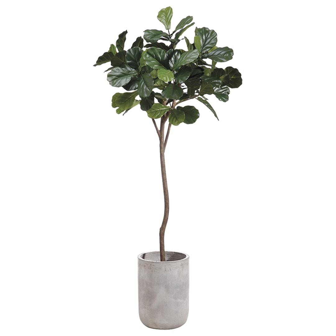  Fiddle Leaf Tree In Planter 