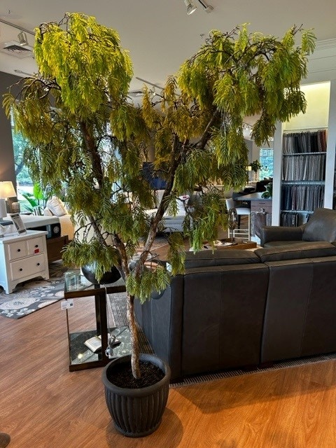  Acacia Tree in Cement Planter 