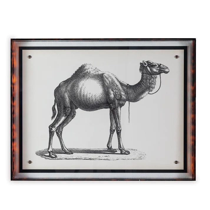  Camel 