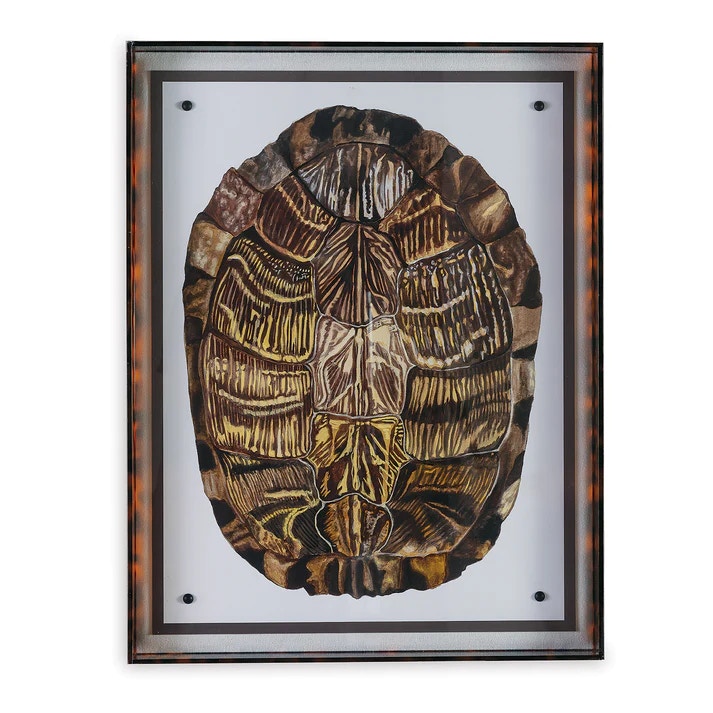  Tortoise I 