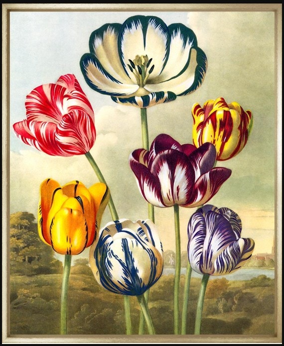  Robert Thornton Tulips 1 TF56 