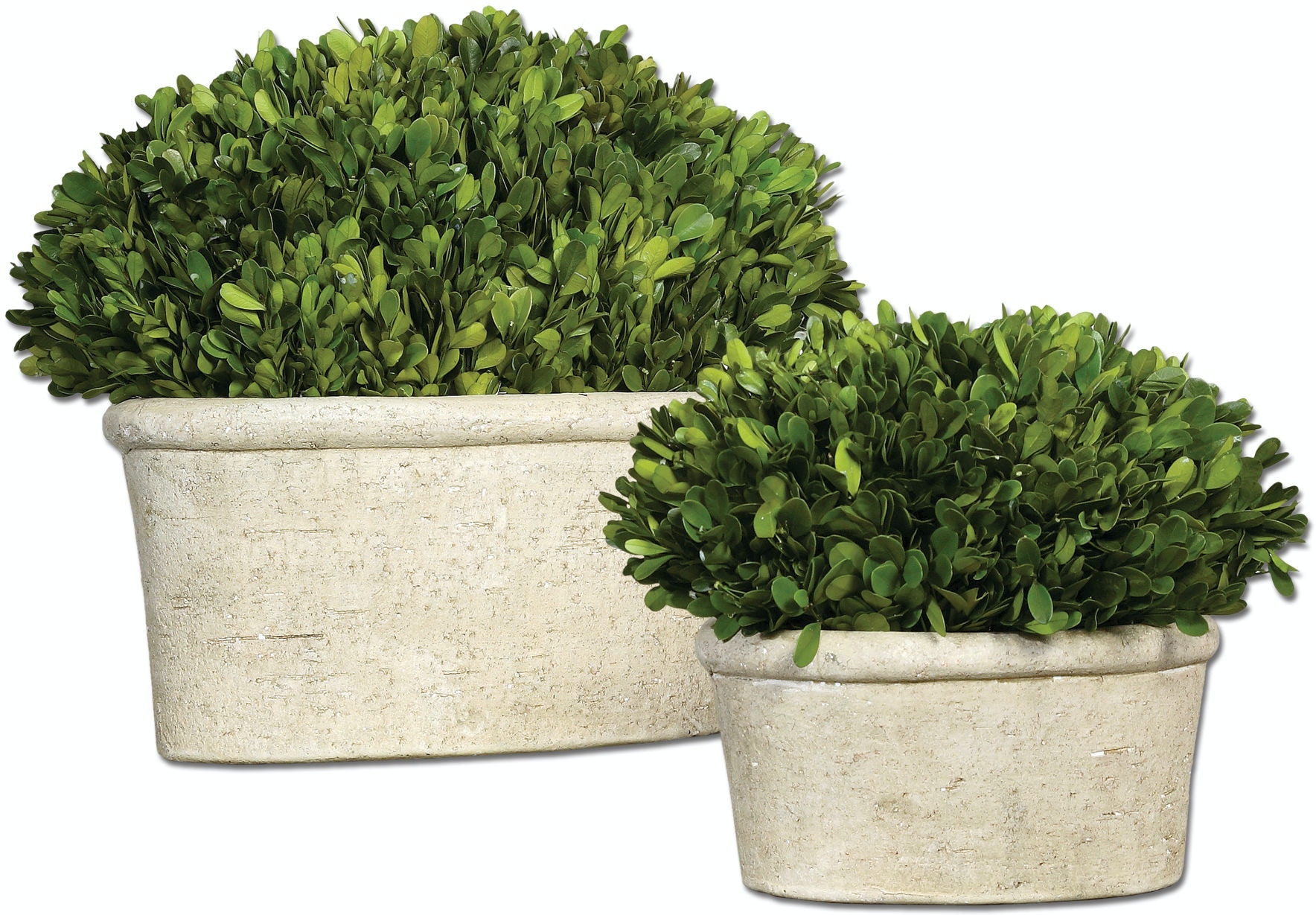  Set of 2 Preserved Boxwood 