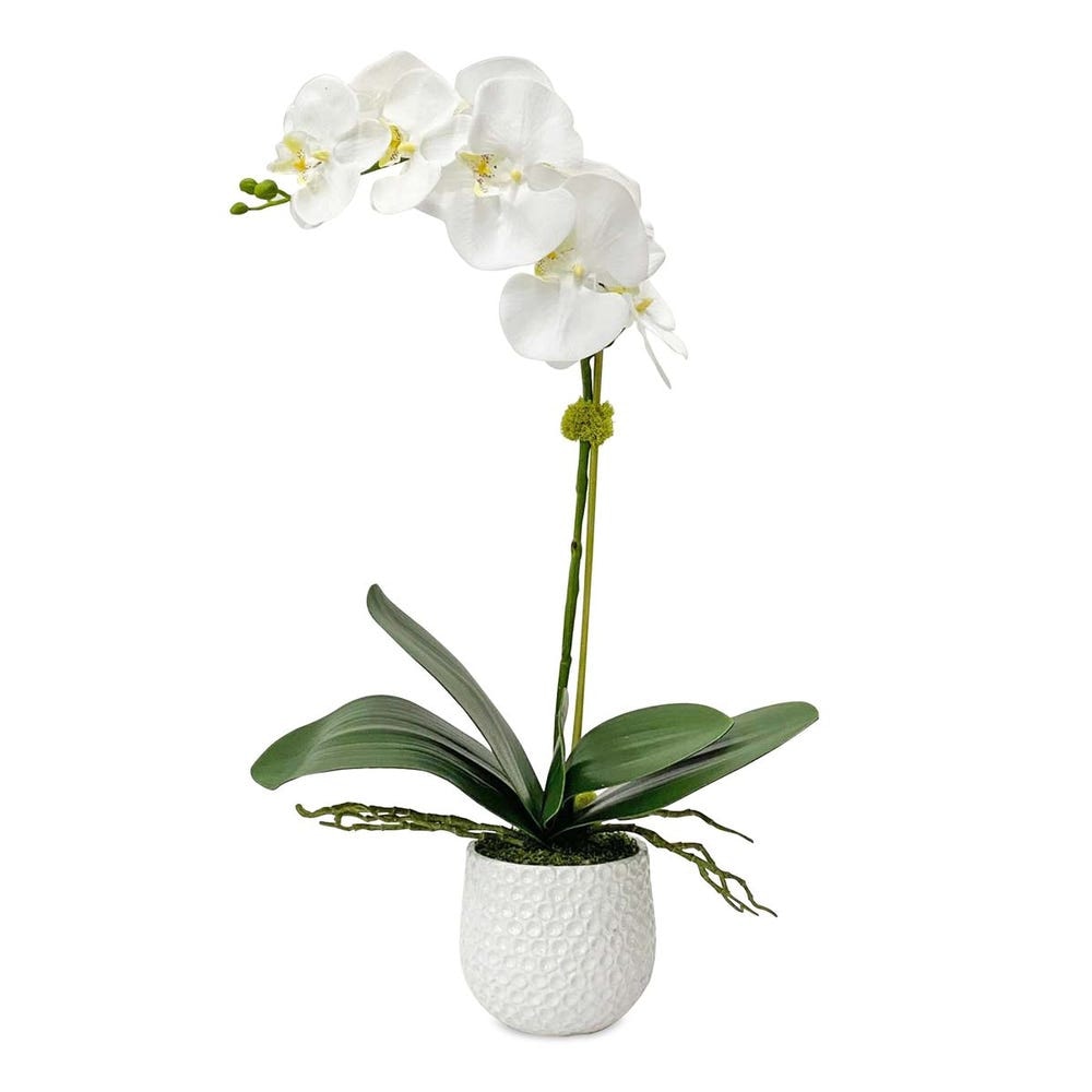  Cami Orchid 