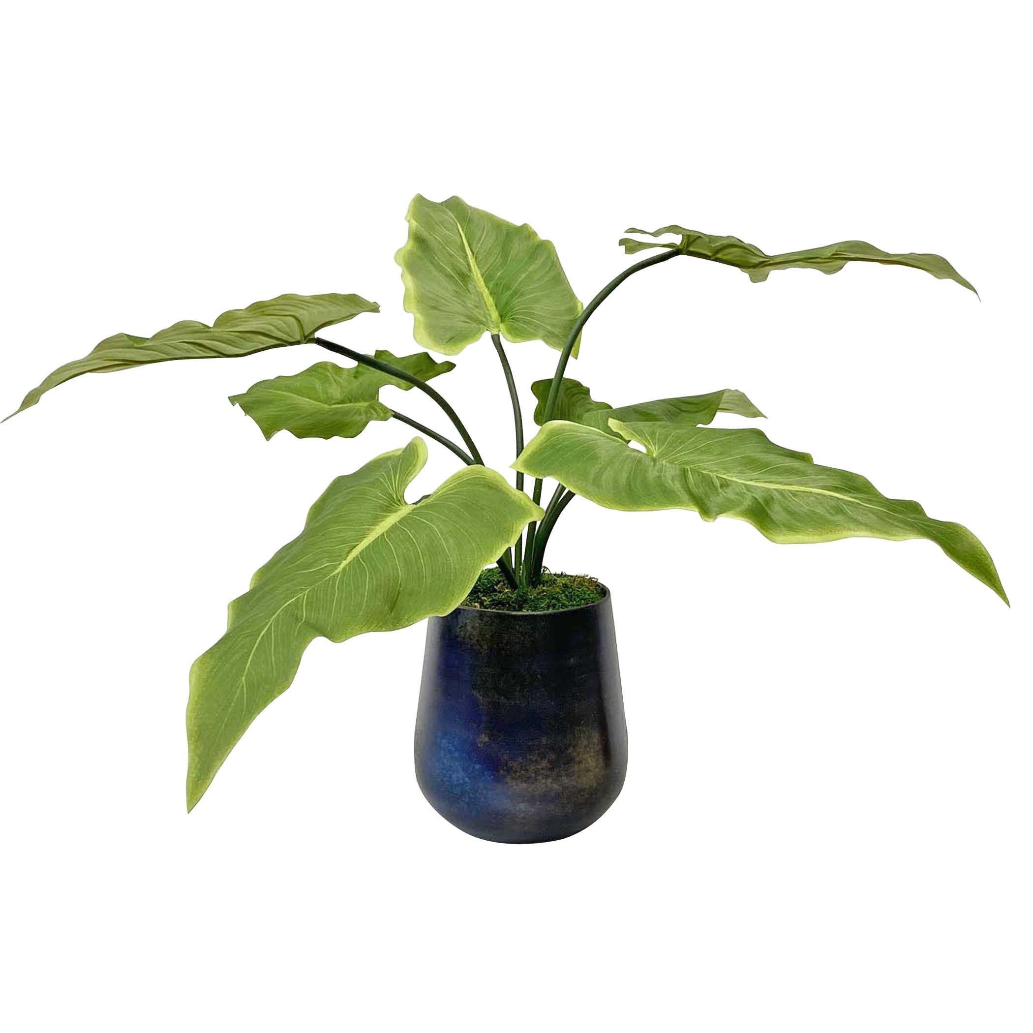  Mari Calla Accent Plant 