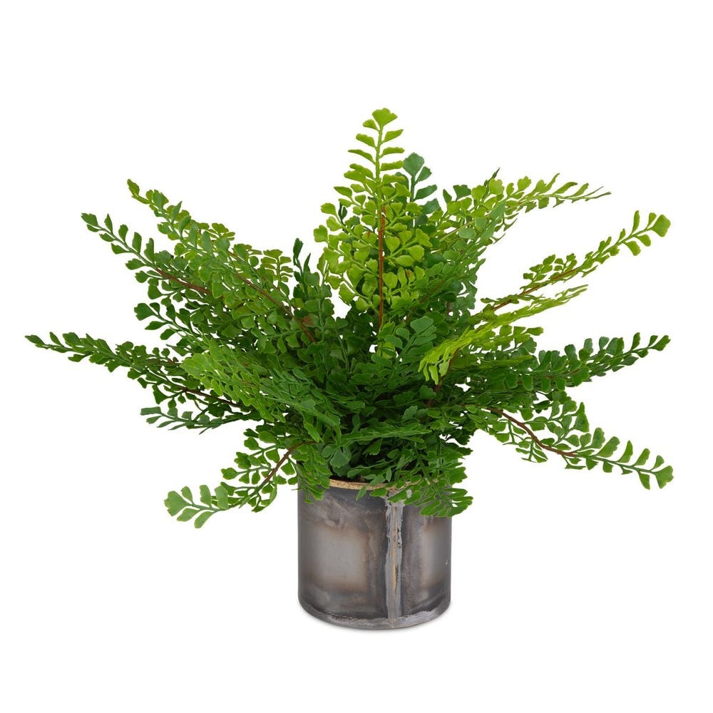  Maidenhair Fern Accent 