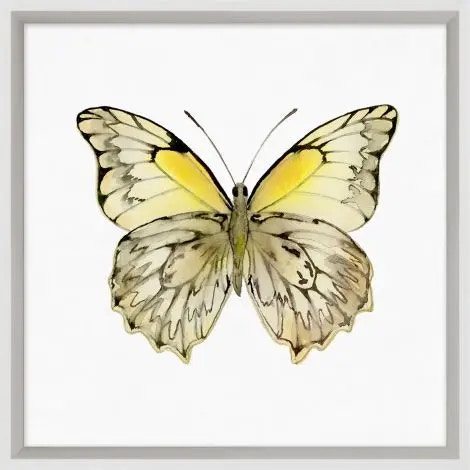  Butterfly Study 6 