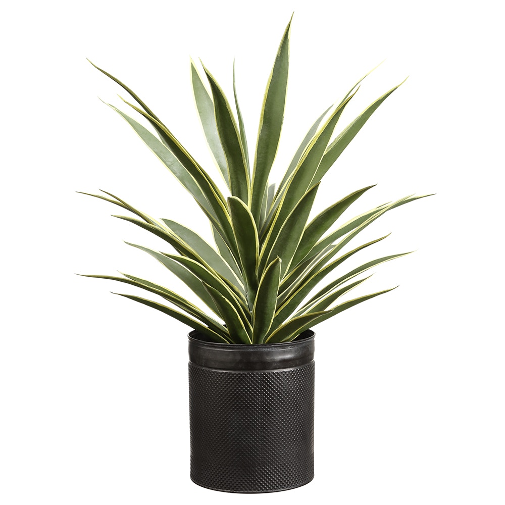 こたつ Yucca Yucca Plant In Tin Planter