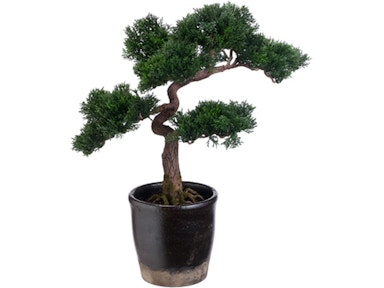cedar bonsai tree