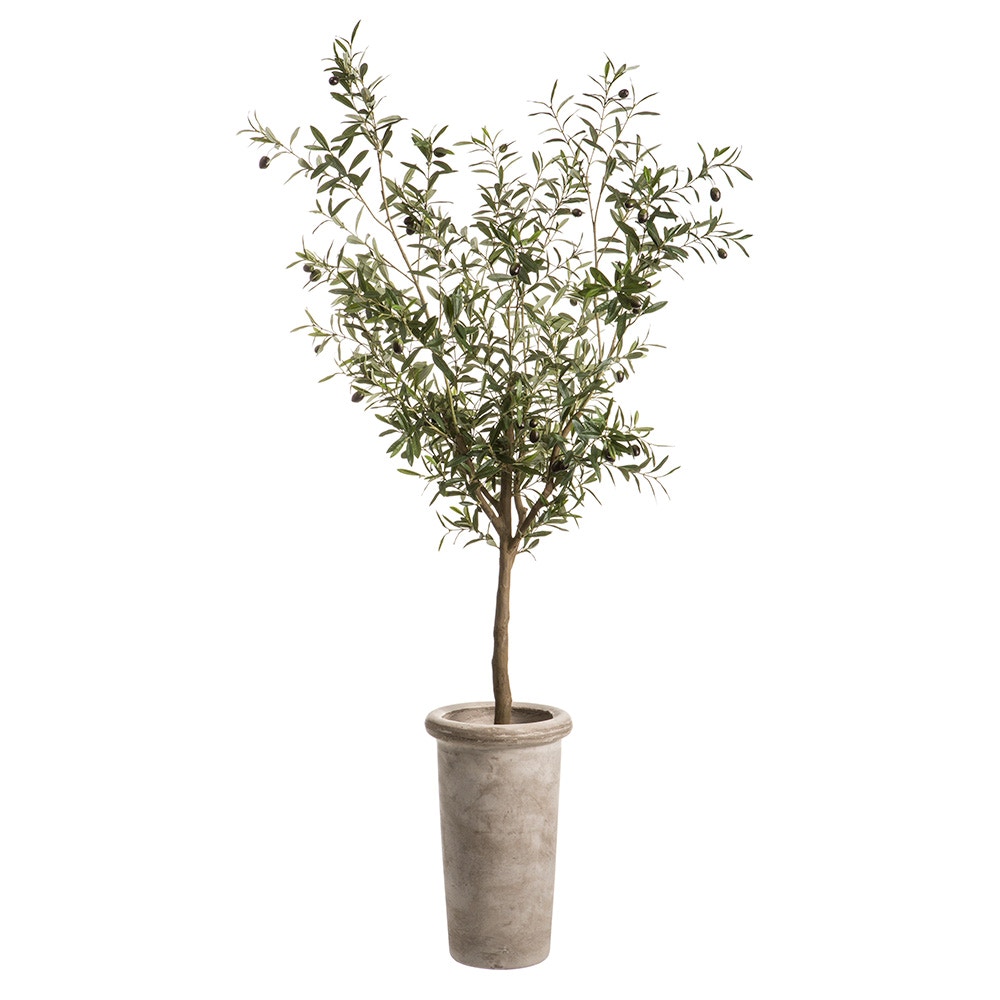 オリーブの36 (L) 72H Olive Tree in Cement Planter Green