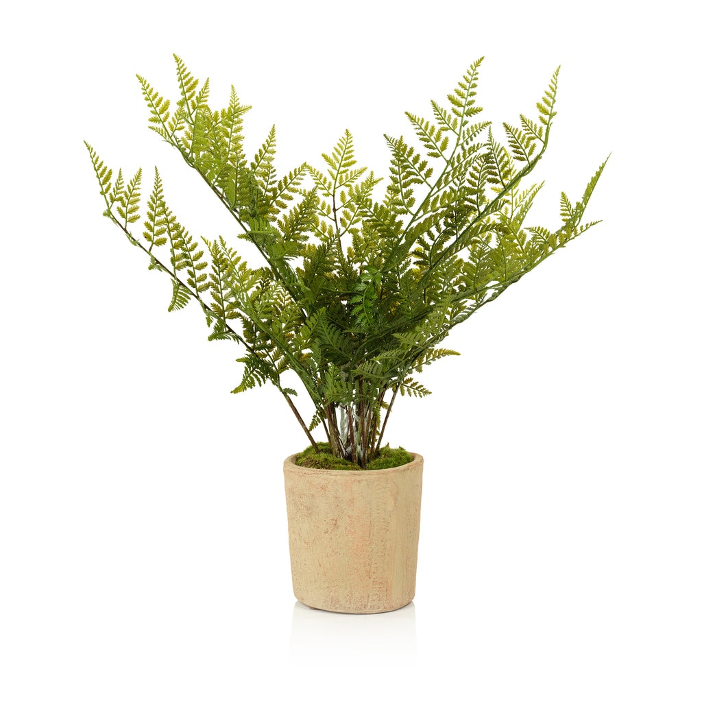  Lady Fern In Pot 
