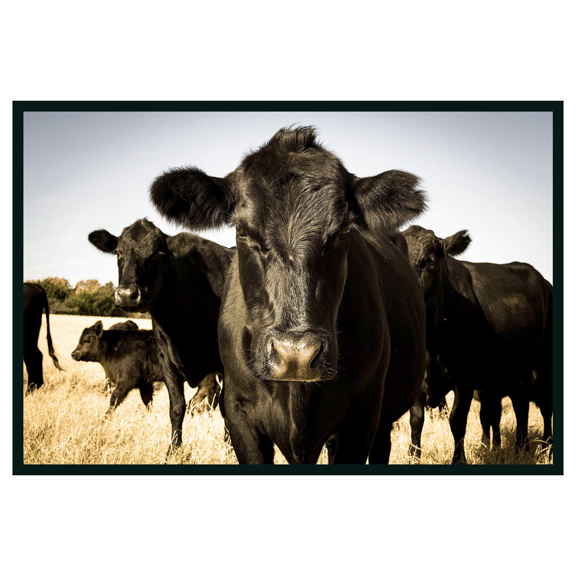 Classic Home Cow Photography 48x72 560077764872TBS