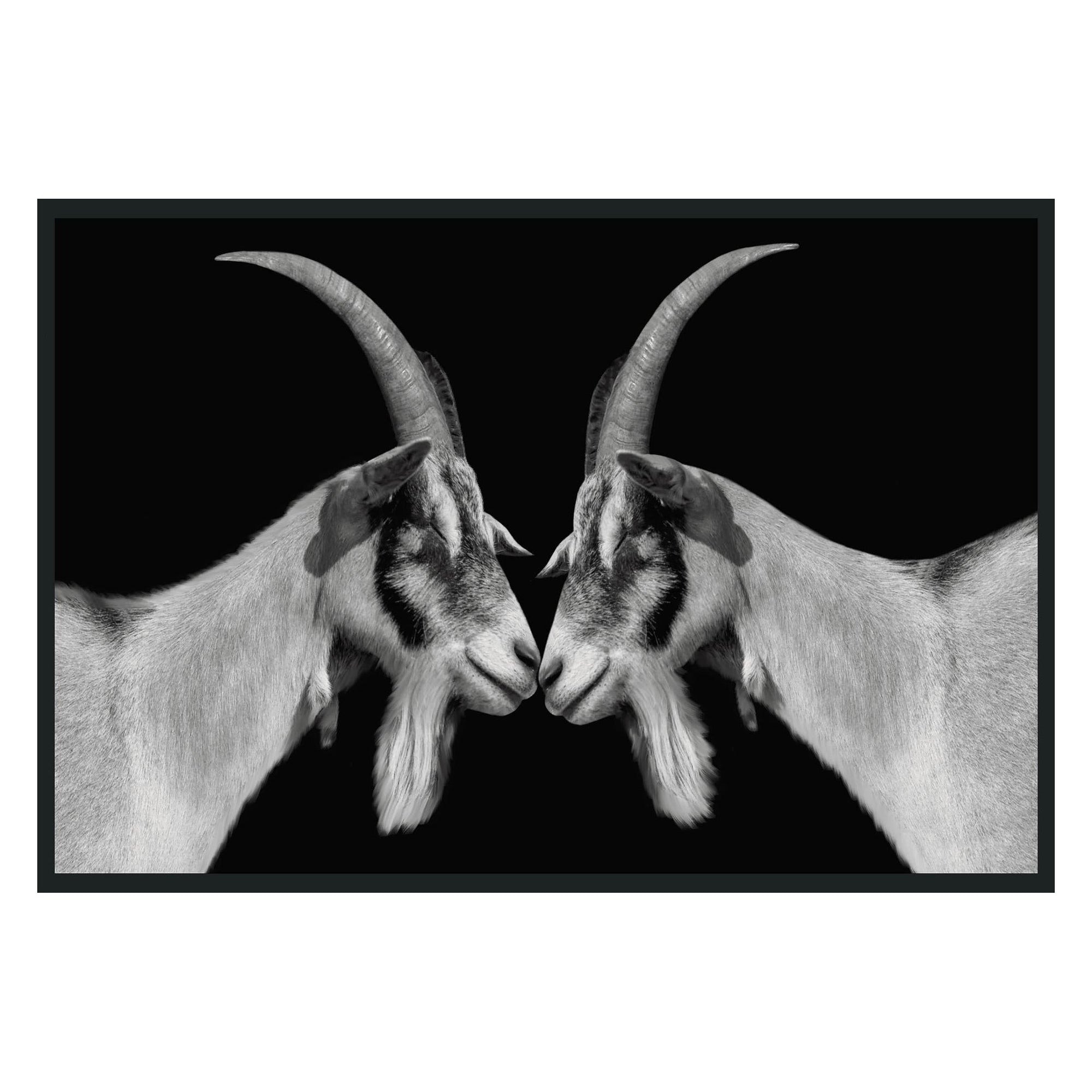 Classic Home Goat Photography 48x72 560077854872TBS