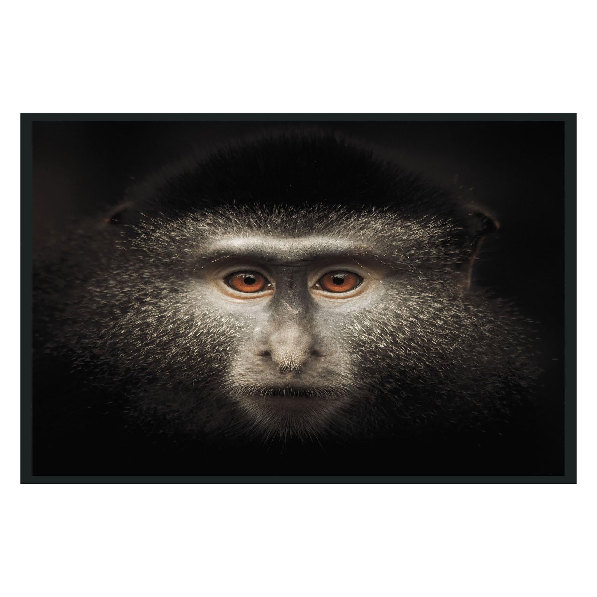 Classic Home Monkey Photography 48x72 560077994872TBS