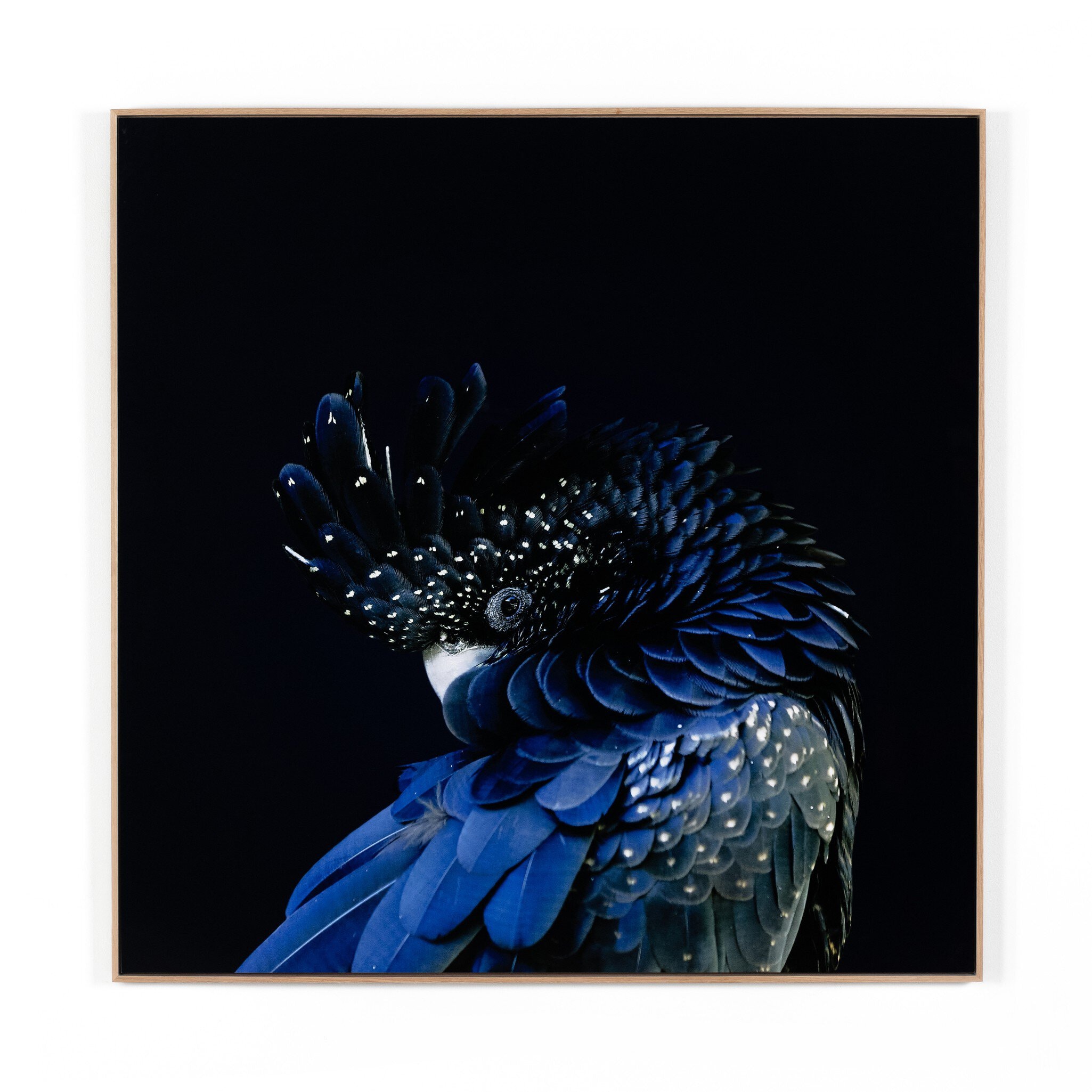Four Hands Furniture Red-Tailed Black Cockatoo, Getty Images 231576-001