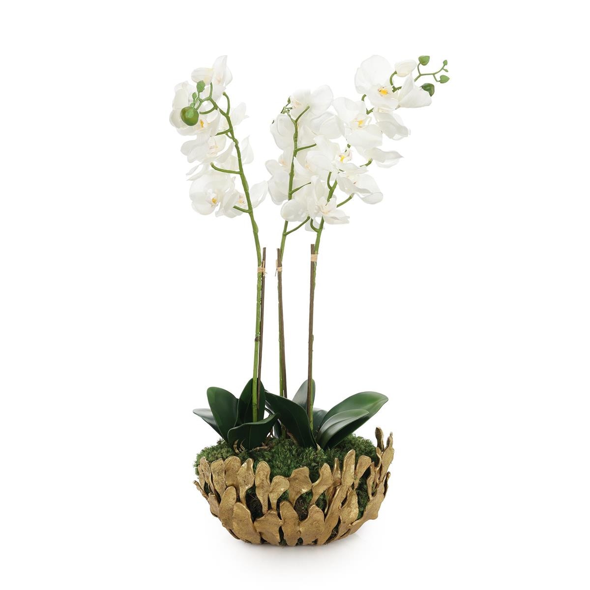 John Richard Orchid Elegance JRB-5677
