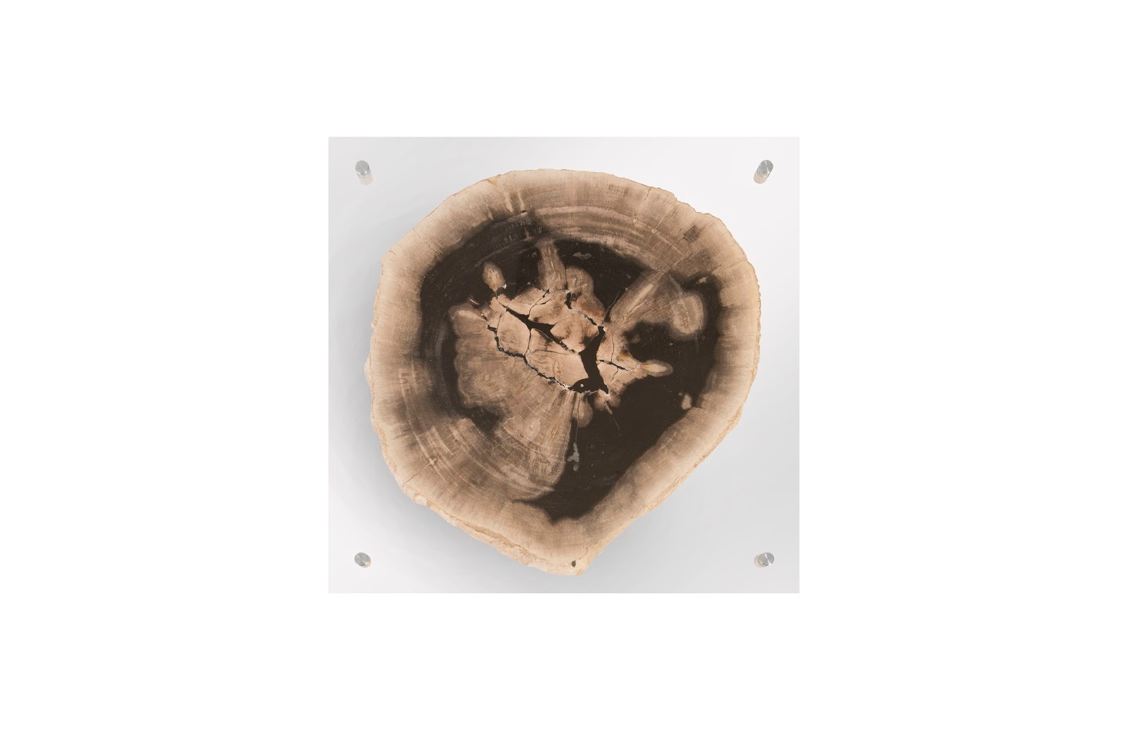 Phillips Collection Floating Petrified Slice Wall Art ID97236