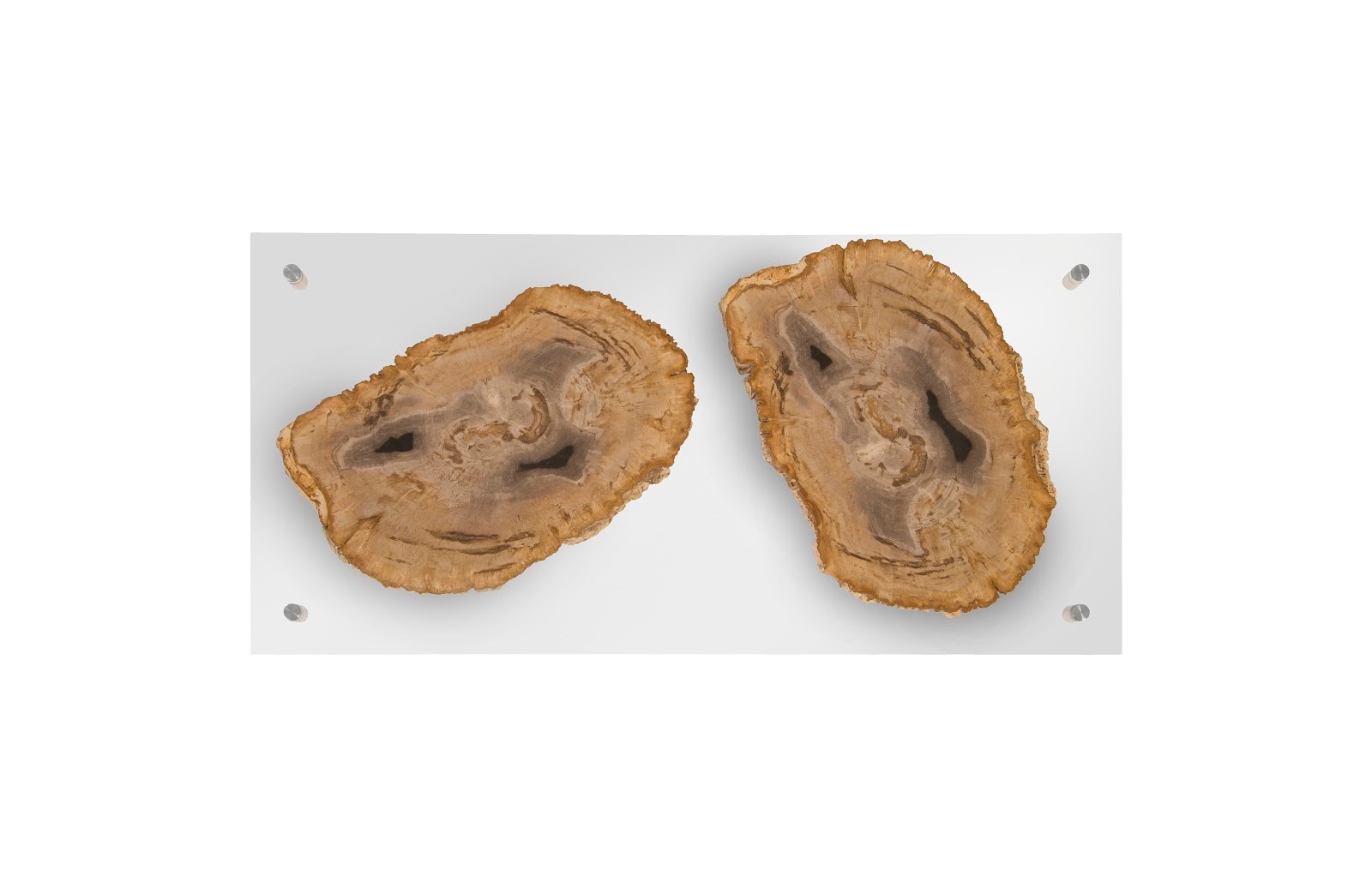 Phillips Collection Floating Petrified Double Slice Wall Art ID97237