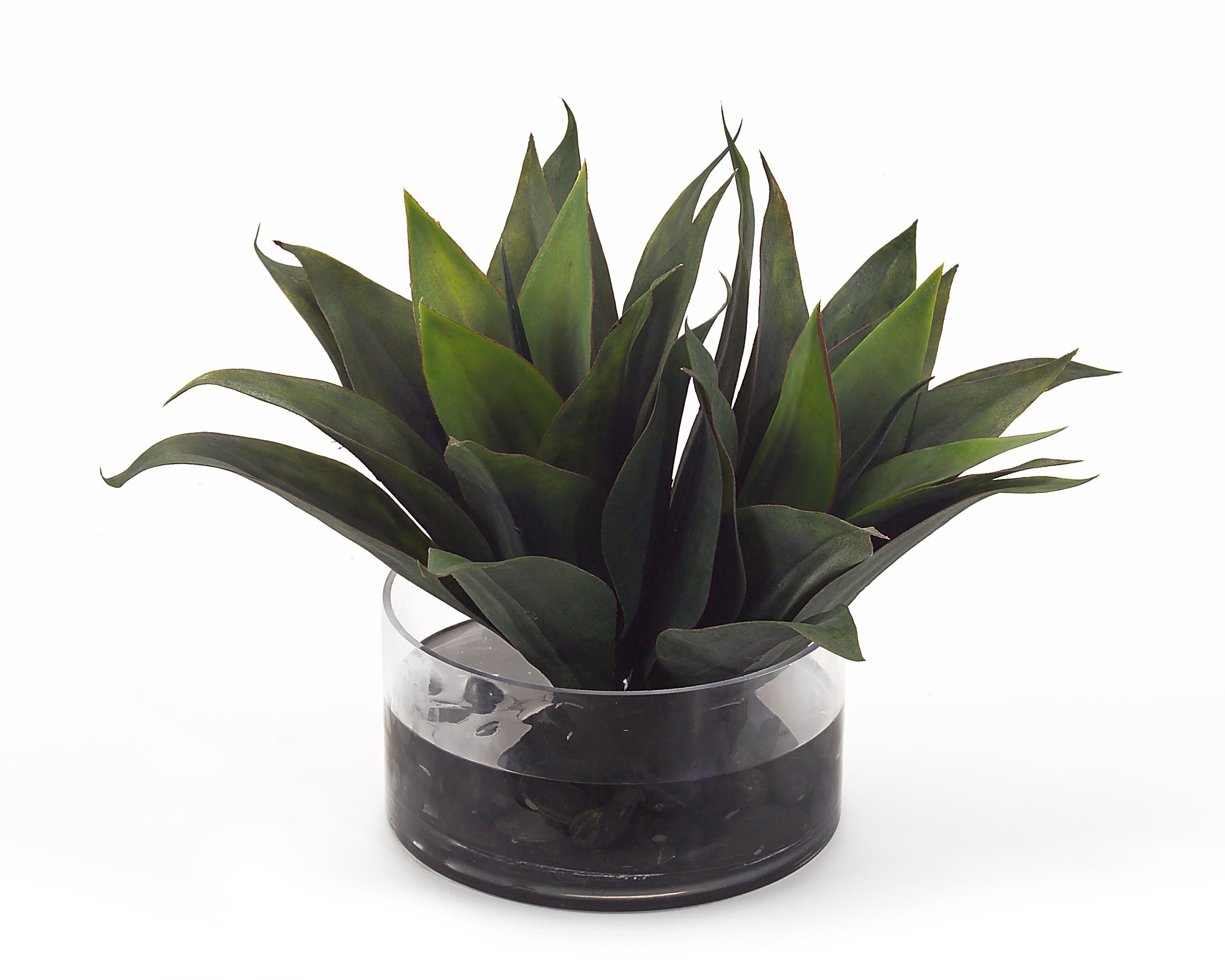 John Richard Aqua Agave JRB-2878W
