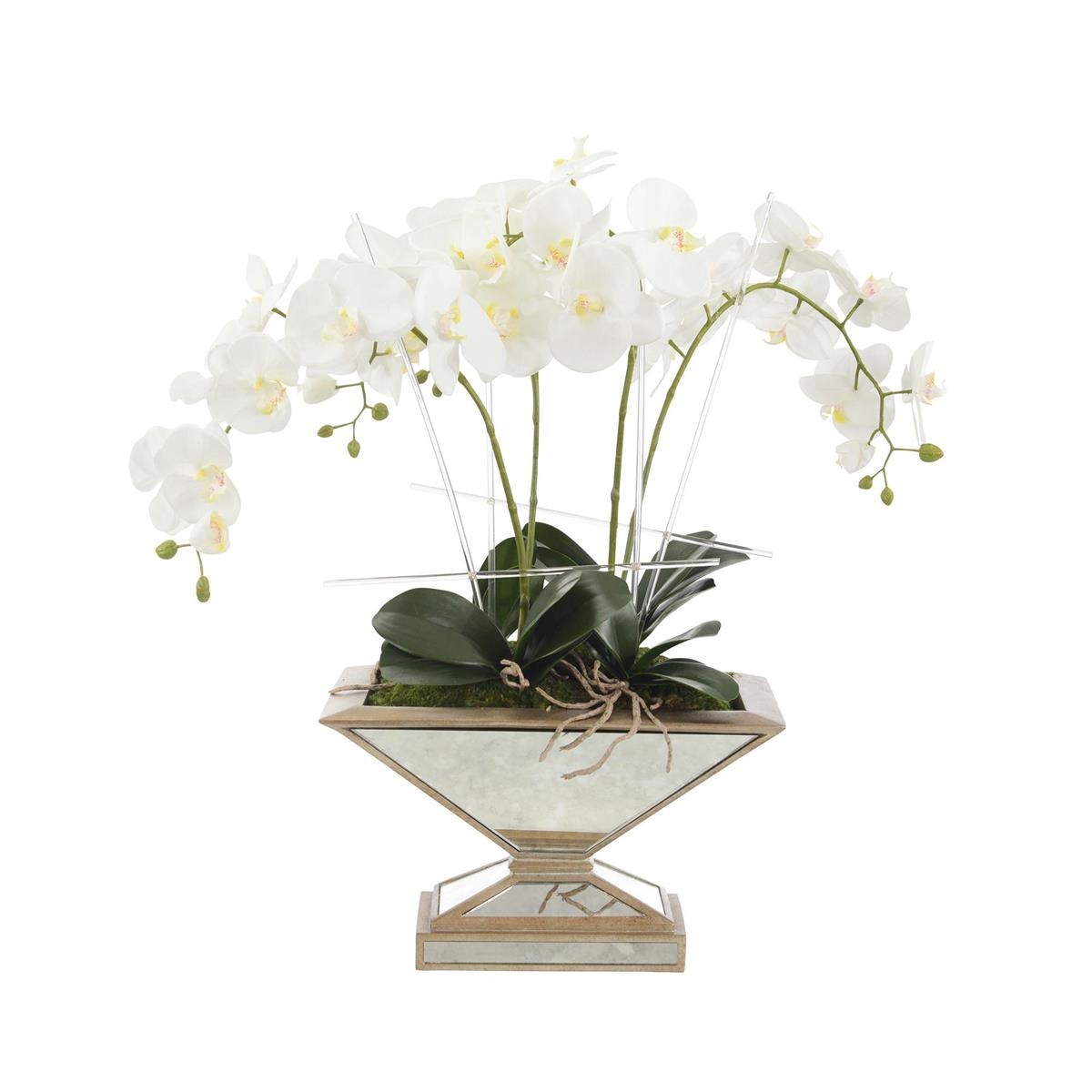 John Richard Pleasing Phalaenopsis JRB-5131