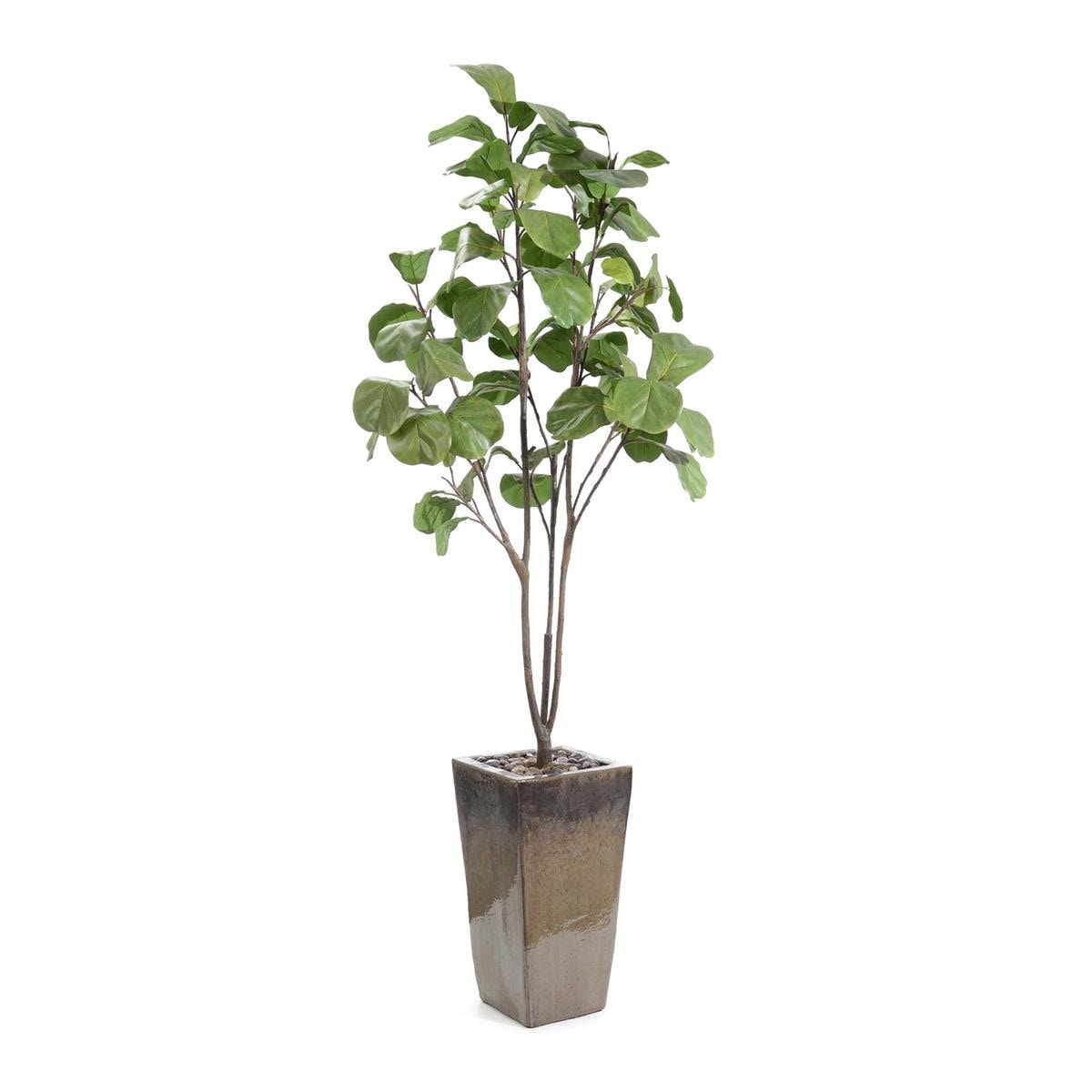 John Richard Mossey Green Fig Tree JRB-5356