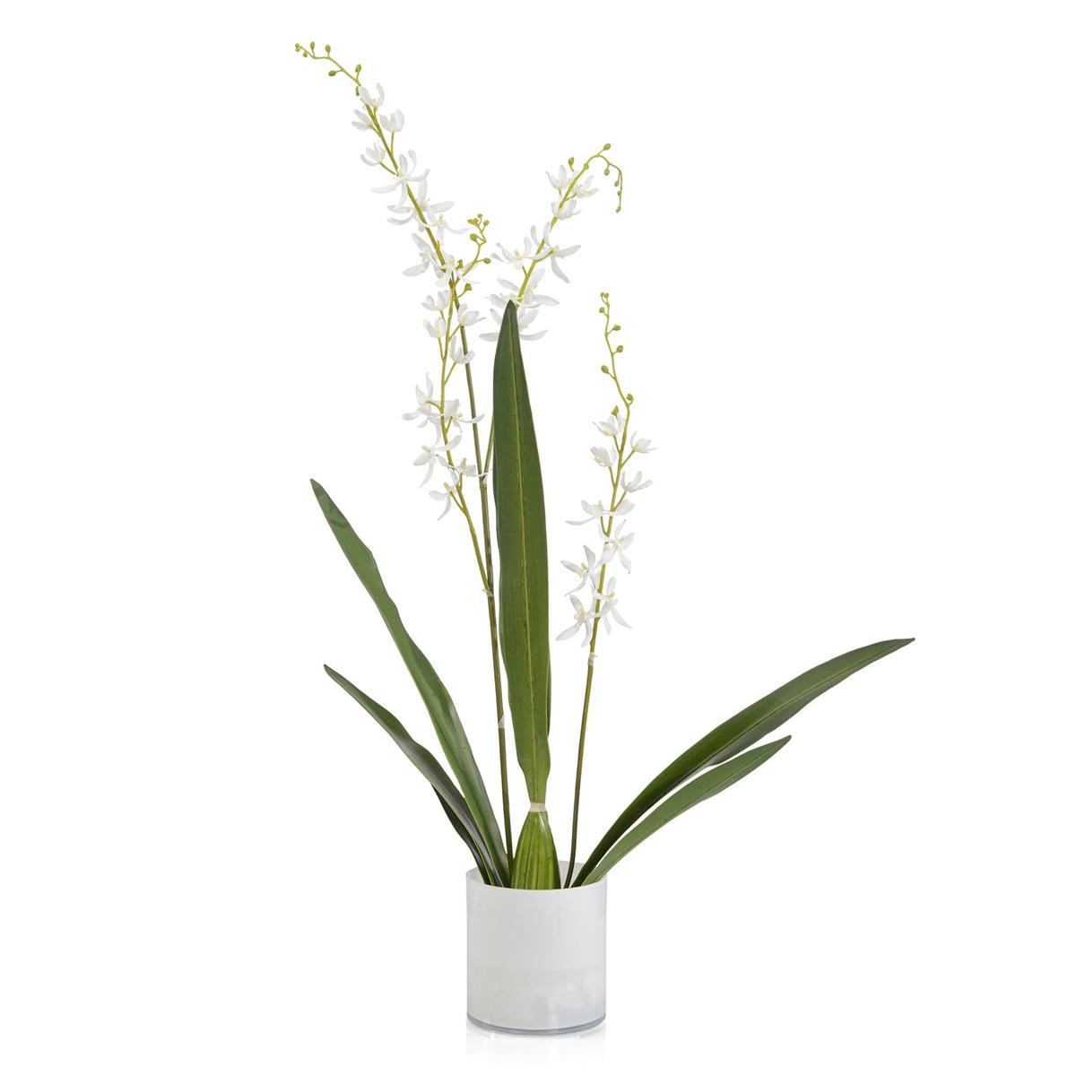 John Richard Cattleya Orchid JRB-5389W