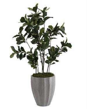 John Richard Fiddle Leaf Fig Tree JRB-3363