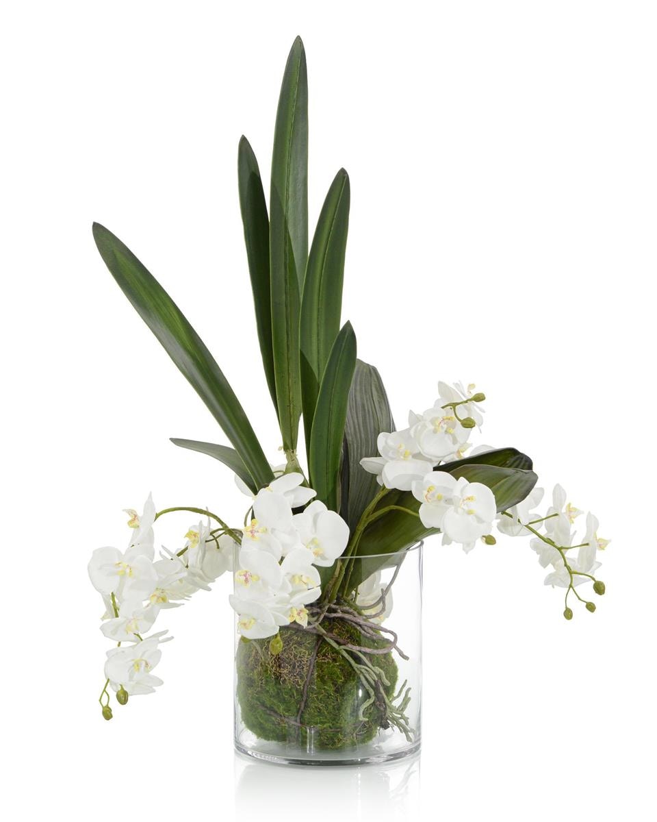 John Richard Mossy Orchids JRB-4851