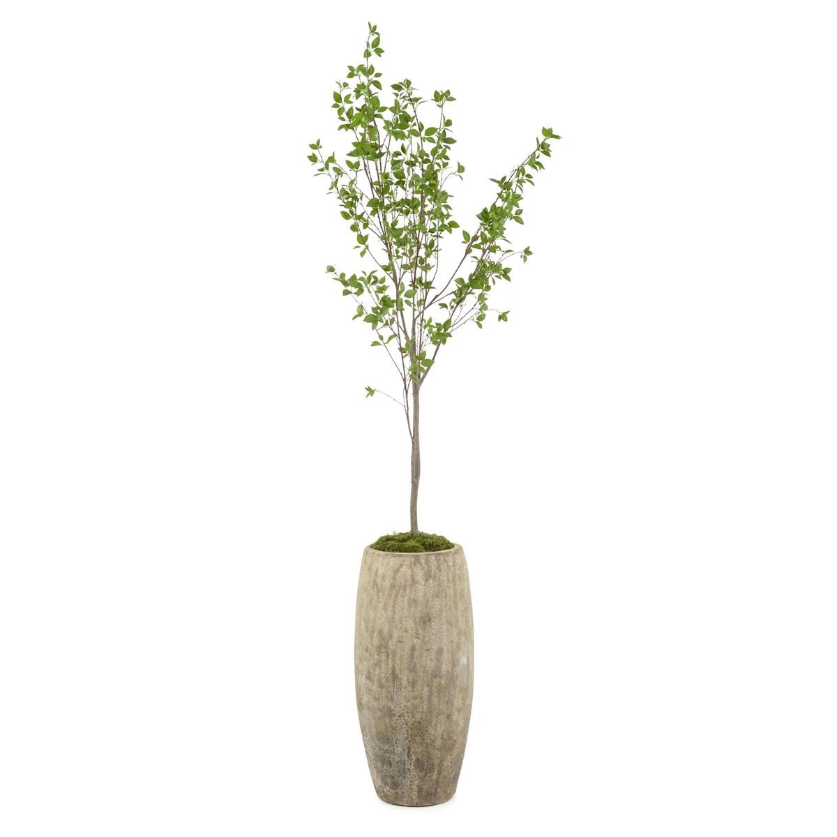 John Richard Red Twig Dogwood JRB-5285