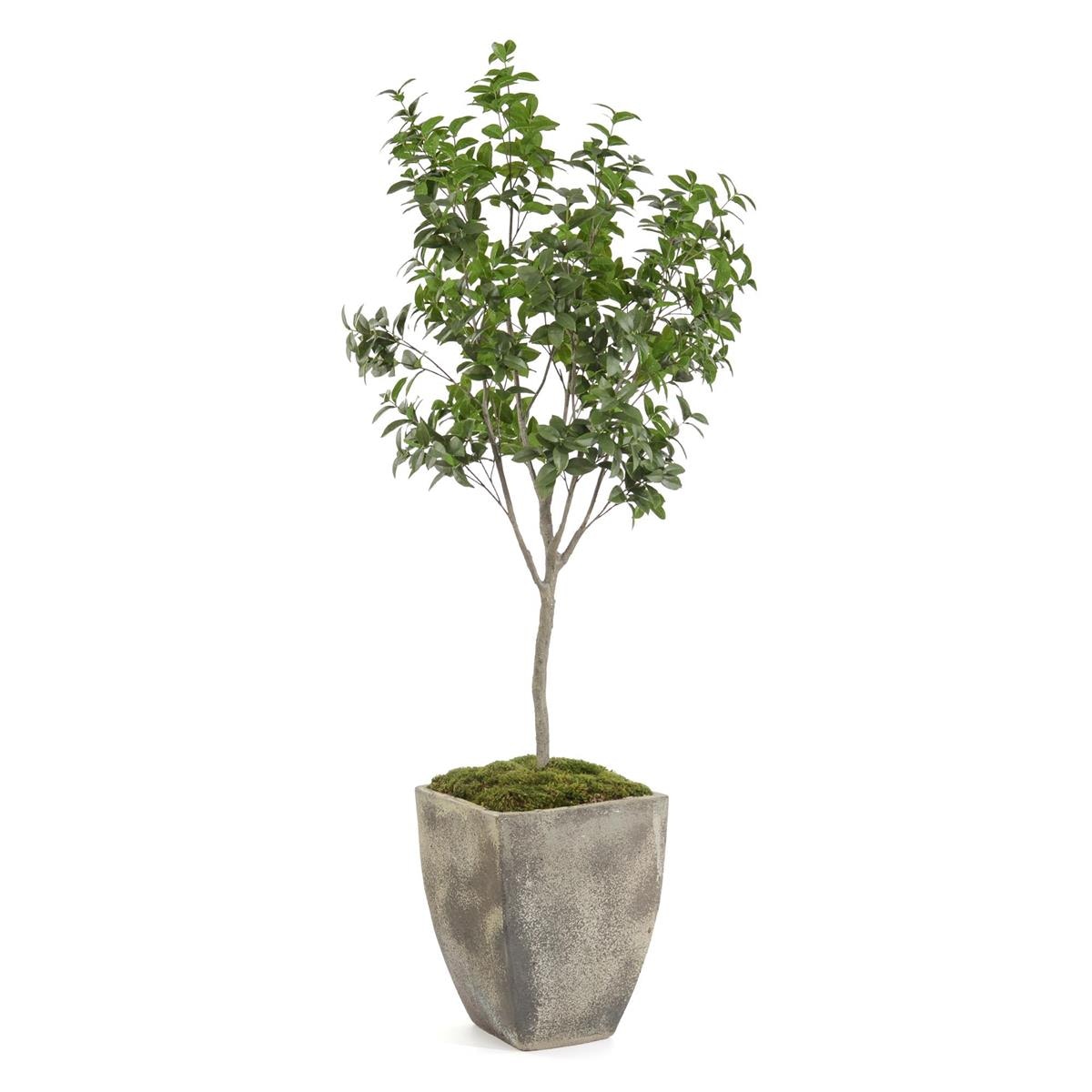 John Richard Bay Laurel Tree JRB-5287