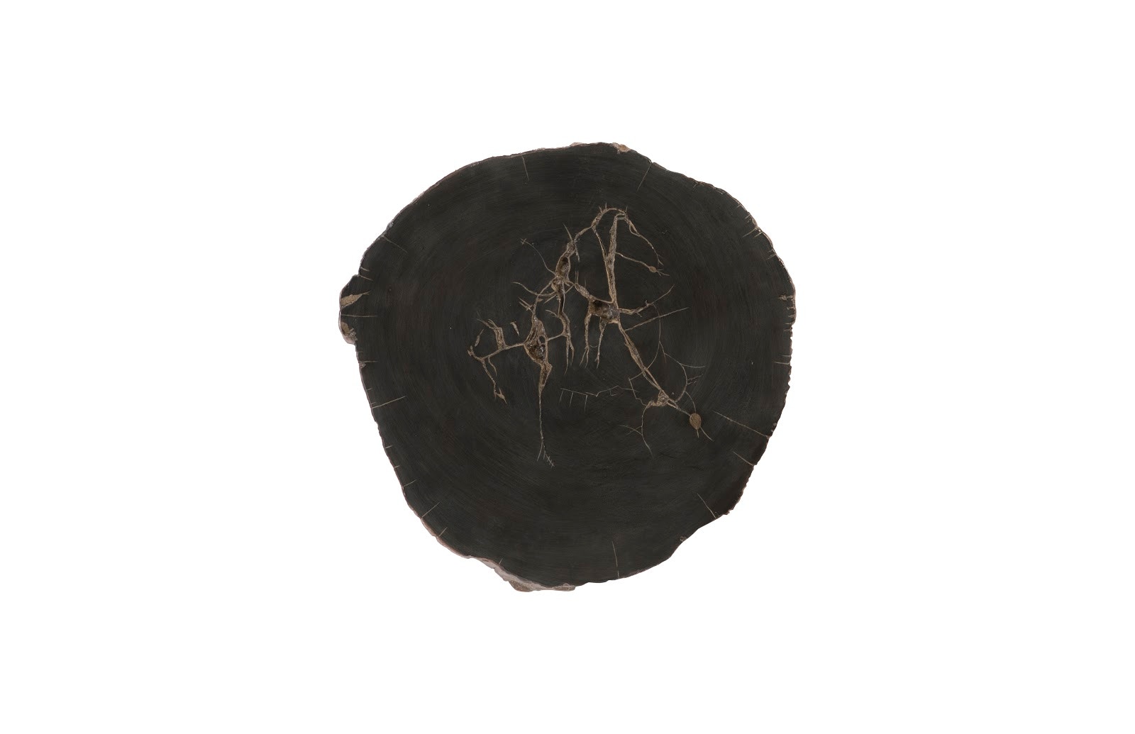 Phillips Collection Cast Petrified Wood Wall Tile PH93154