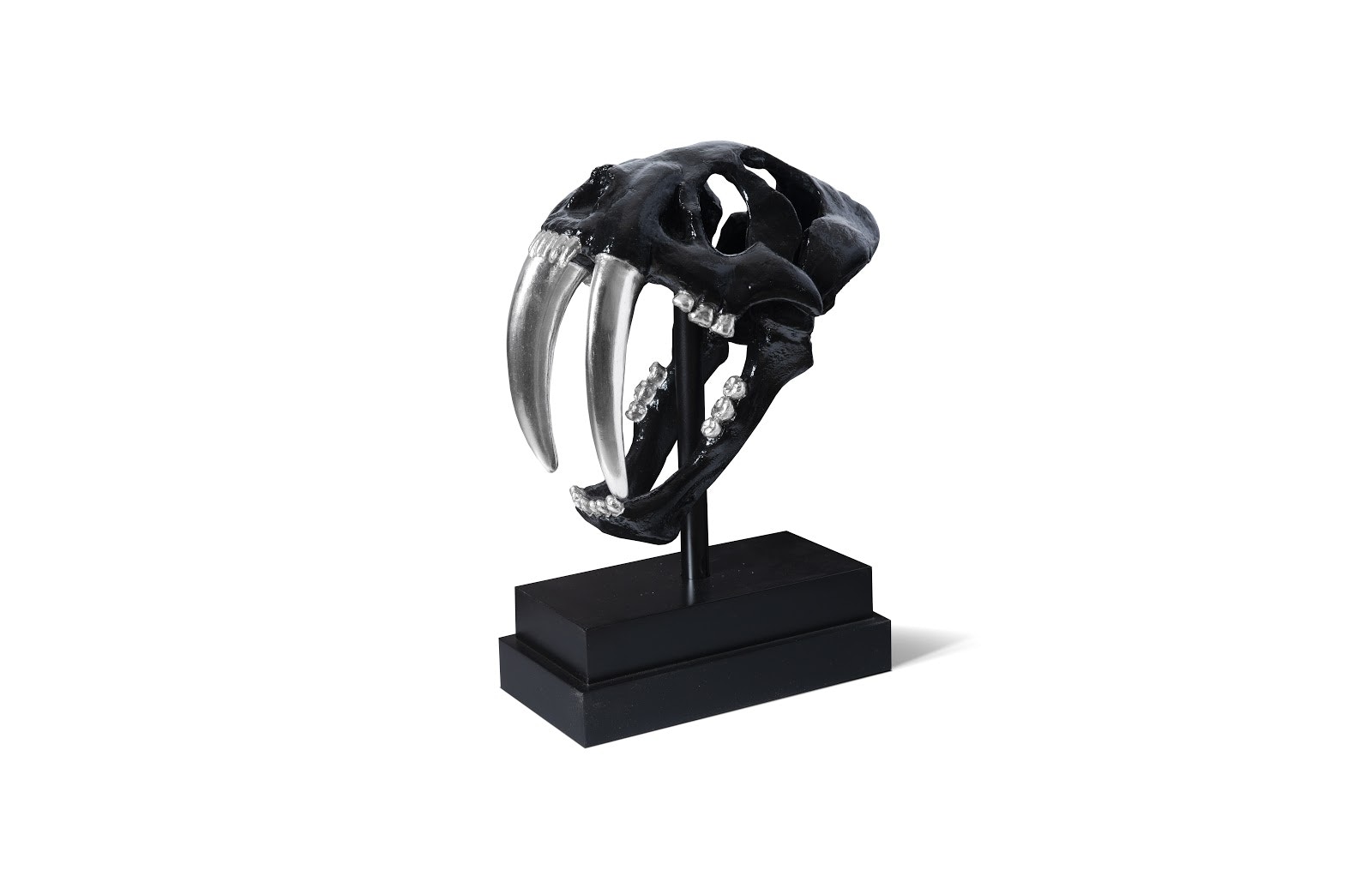 Phillips Collection Saber Tooth Tiger Skull PH56705