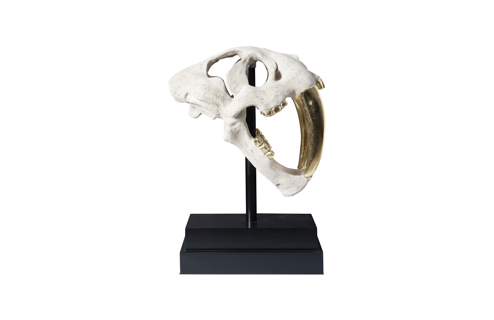 Phillips Collection PH56706 Saber Tooth Tiger Skull