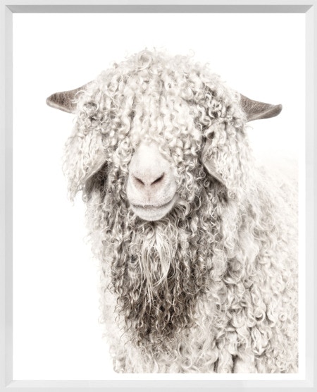  Colorado Style Artwork Curly Goat